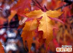 有韵味带秋字的网名