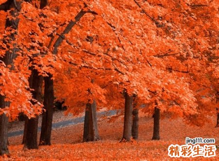 跟桐搭配的好听名字