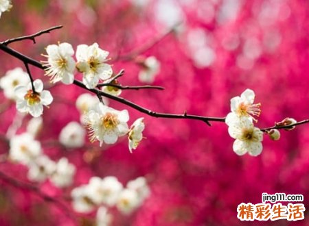 简单朴素的网名