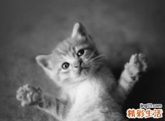宠物猫名字大全霸气版