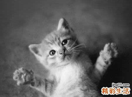 宠物猫名字大全霸气版