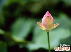 带朵字洋气点的名字