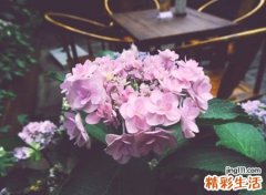 带隹的字有哪些