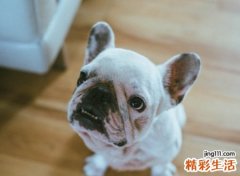 能带来好运的狗狗名字