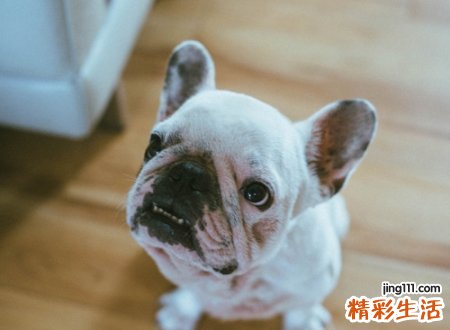 能带来好运的狗狗名字