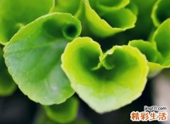 禾偏旁的字有哪些