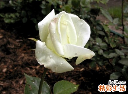 有意境的三个字诗意古风网名