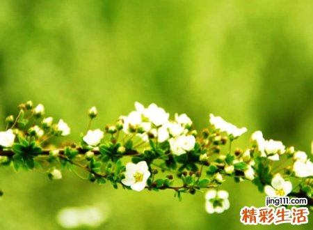 有诗意的微信个性网名