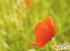 带博的名字有哪些