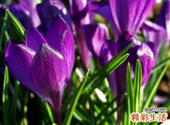 独特的花店名字