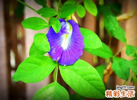 代表希望的名字有哪些