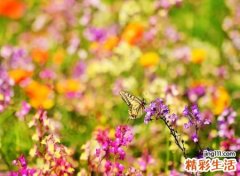 有诗意的字哪些适合起名