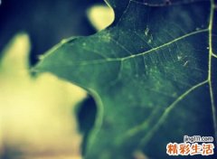 带木字旁的有哪些字
