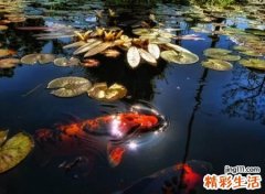 黑暗冷血的高贵昵称