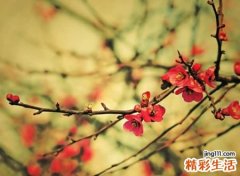 带禾字旁的字有哪些适合取名