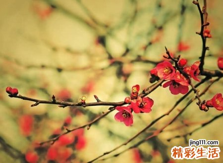 带禾字旁的字有哪些适合取名