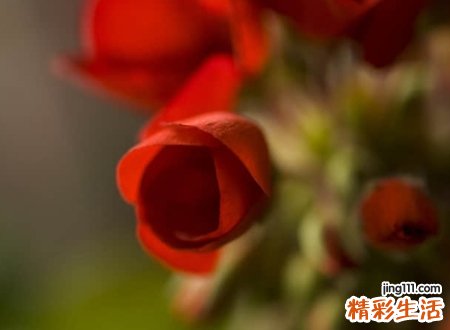 有创意的花店名字大全