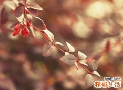 与晨字搭配的好听名字
