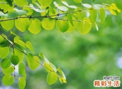 意境唯美的森系英文名字