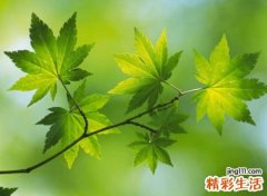 带木的字有哪些字