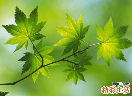 带木的字有哪些字