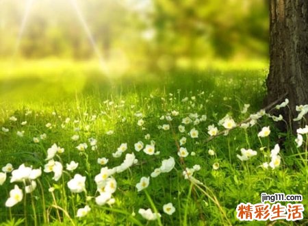 木字旁的字有哪些