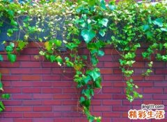 带苡字洋气的名字