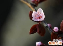 含有笙字的网名