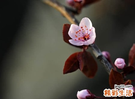 含有笙字的网名