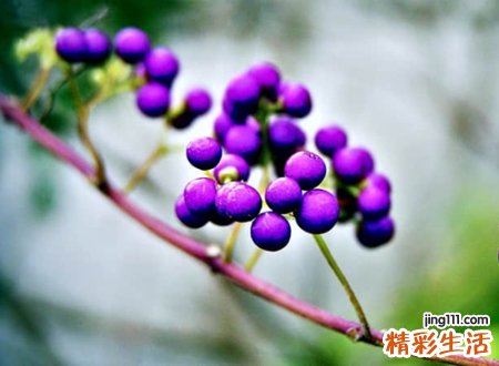 山海经里好听的植物名