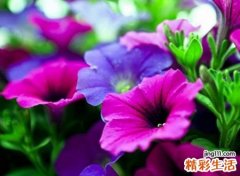 表示希望的字有哪些