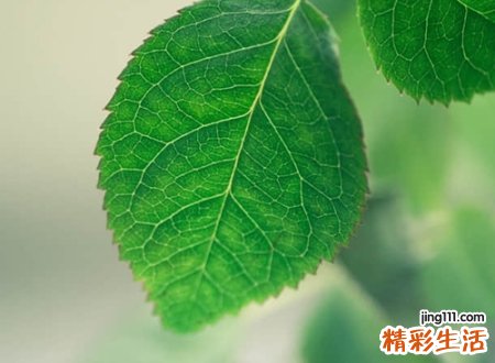带木字旁的字有什么
