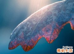 好听的诗句网名