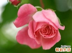 中老年人网名