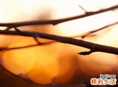 带火字的字有哪些适合取名