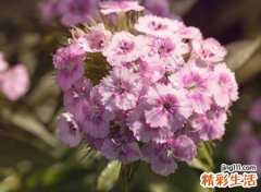 好听最吉利的70后微信昵称