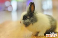 2023兔宝宝女孩取名字大全 属兔女孩名字大全洋气