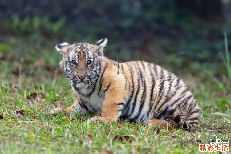 女孩取名字大全2022属虎 虎宝宝女孩名字洋气