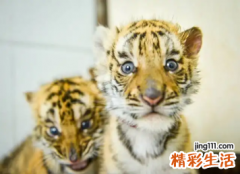 姓王的虎宝宝取什么名字好 属虎王姓的男孩适合起什么名字