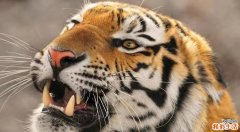 2022属虎男孩最吉利的名字 2022属虎男孩大气有涵养的名字