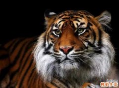 水虎宝宝男孩取名字 水虎宝宝男孩起名字好念有意义