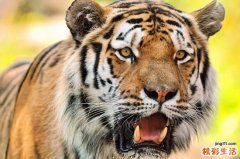 男孩子名字大全2022属虎 属虎男孩名字最佳字