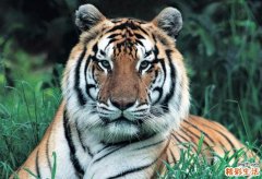 虎年女孩名字取什么好寓意 好听的虎年女孩名字