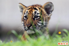 五行缺金的虎宝宝男孩名字大全 五行缺金的男孩名字库