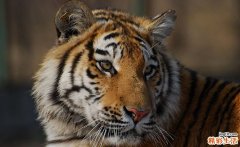 2022虎宝宝起名字大全 虎宝宝起名字禁忌