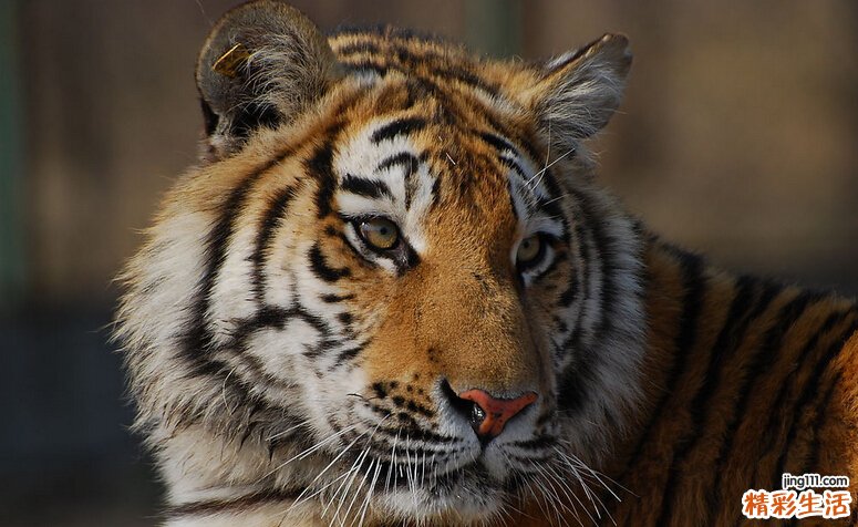 2022虎宝宝起名字大全 虎宝宝起名字禁忌