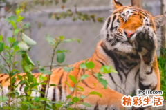 王姓虎宝宝取名大全2022 王姓虎宝宝取名字最佳字