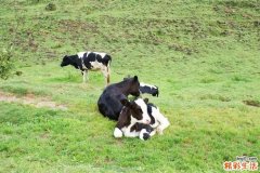 牛宝宝取名禁忌有哪些 牛宝宝改名字最佳名字推荐