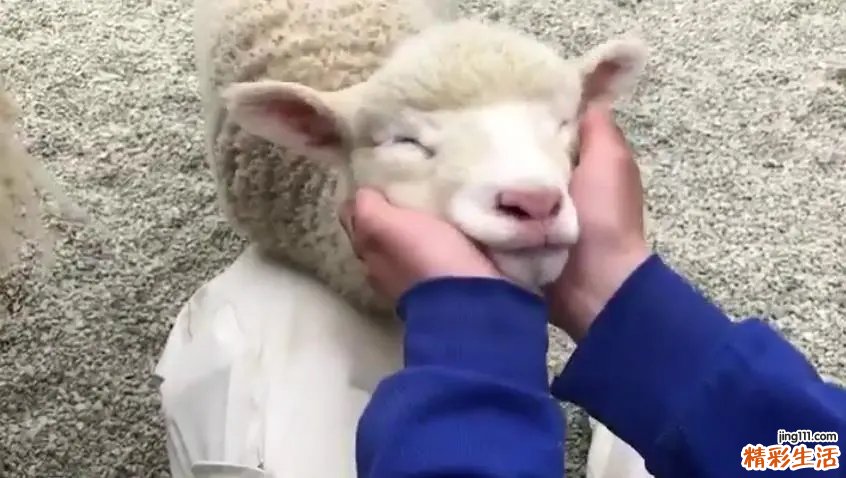 羊宝宝取名字最佳字 羊宝宝起名宜忌用字