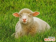 羊年男宝宝取名大全 羊年男孩取什么名字好